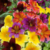 Salpiglossis sinuata 