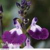 Salvia 