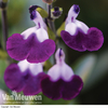 Salvia 