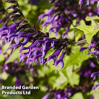 Salvia 