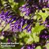 Salvia 