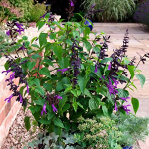 Salvia 