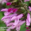 Salvia 
