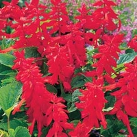 Salvia 