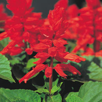 Salvia 