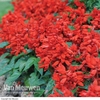 Salvia 
