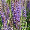 Salvia 