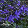 Salvia Bodacious™ Rhythm and Blues