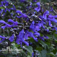 Salvia Bodacious™ Rhythm and Blues