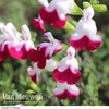 Salvia 