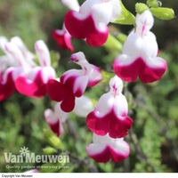Salvia 