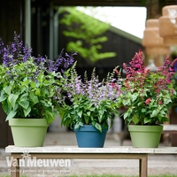 Salvia Collection