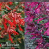 Salvia 