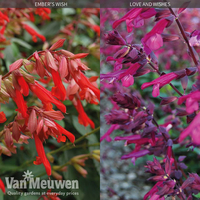 Salvia 