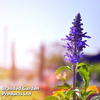 Salvia farinacea 