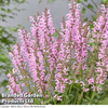Salvia 