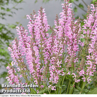 Salvia 