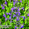 Salvia greggii 