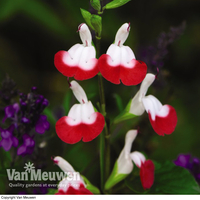 Salvia 