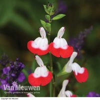 Salvia 