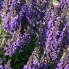 Salvia nemorosa 