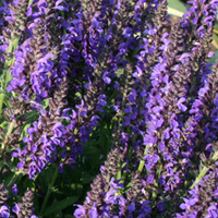 Salvia nemorosa 