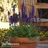 Salvia nemorosa 
