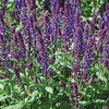 Salvia 