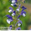 Salvia pratensis 