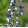 Salvia pratensis 