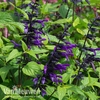 Salvia 