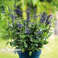 Salvia Salgoon 