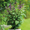 Salvia Salgoon 