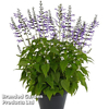Salvia Salgoon 