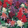 Salvia 