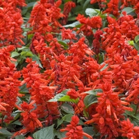 Salvia splendens 