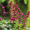 Salvia 
