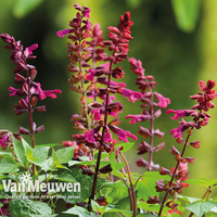 Salvia 
