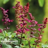 Salvia 