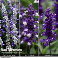 Salvia x Farina collection