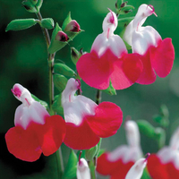 Salvia x jamensis 