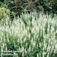 Salvia x superba 