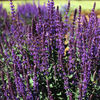 Salvia x sylvestris 