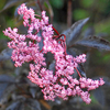 Sambucus nigra f. porphyrophylla 