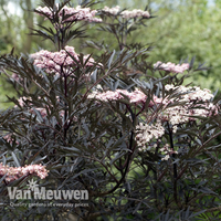 Sambucus nigra f. porphyrophylla 