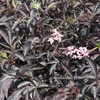 Sambucus nigra f. porphyrophylla 