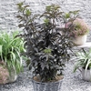 Sambucus nigra f. porphyrophylla 