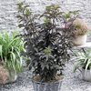 Sambucus nigra f. porphyrophylla 