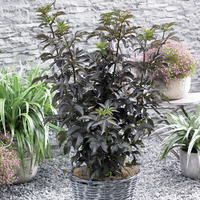 Sambucus nigra f. porphyrophylla 