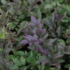Sambucus nigra f. porphyrophylla 